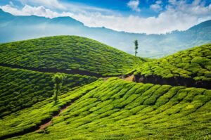 Tea Estates in Munnar - The Ultimate Itinerary of Southern India