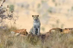 Leopard on wildlife tours of South India